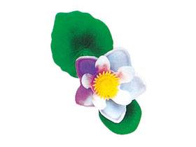 ϥβֻ